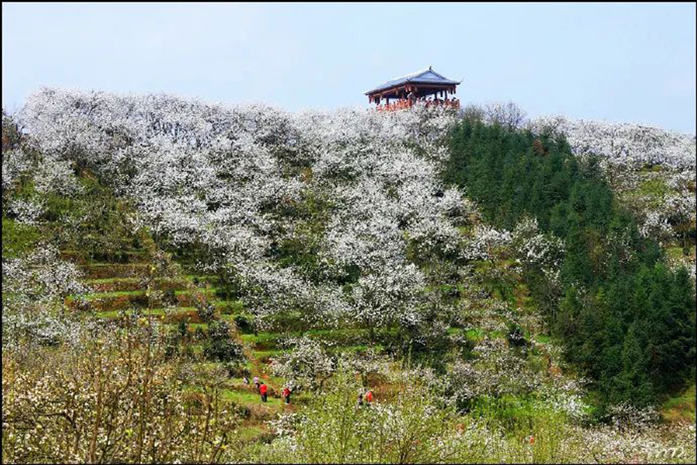 【春天，广西桂林灌阳县向您发出邀请！】我们在灌阳看梨花 - 游山玩水 - 恩施生活社区 - 恩施28生活网 es.28life.com