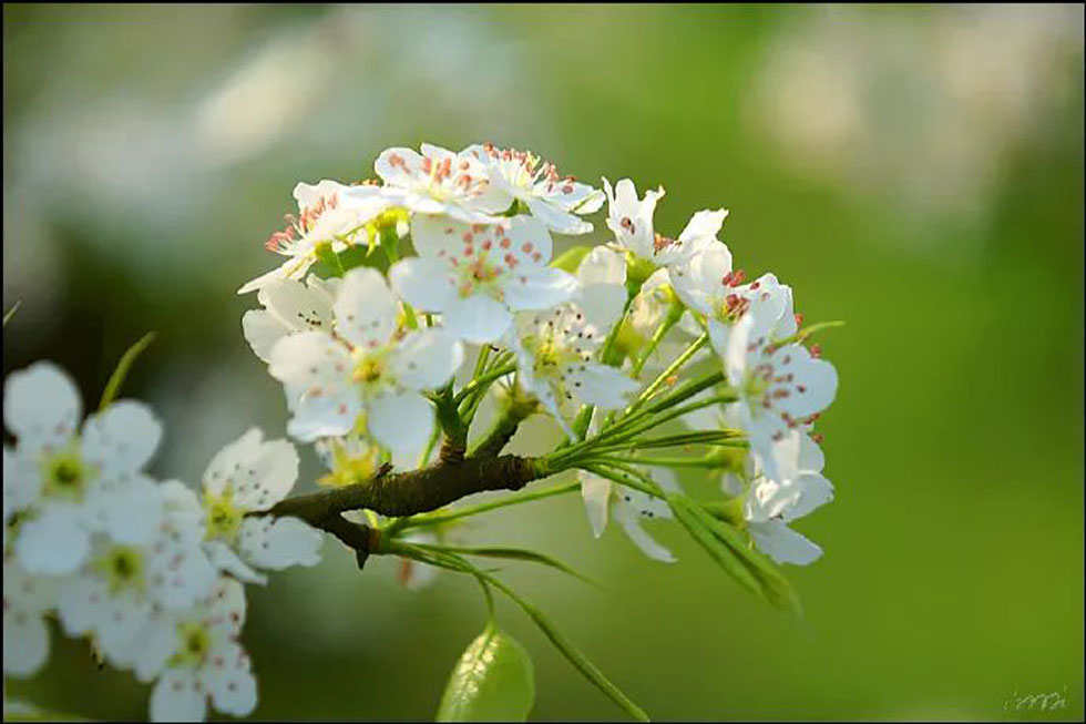 【春天，广西桂林灌阳县向您发出邀请！】我们在灌阳看梨花 - 游山玩水 - 恩施生活社区 - 恩施28生活网 es.28life.com