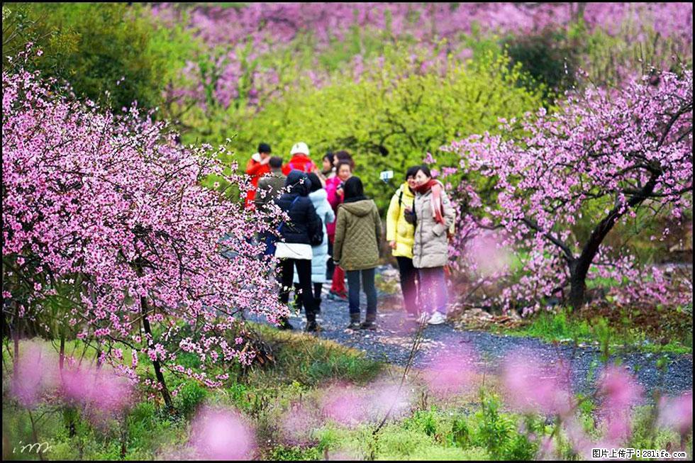 【春天,广西桂林灌阳县向您发出邀请!】官庄村有个醉美的桃花园 - 游山玩水 - 恩施生活社区 - 恩施28生活网 es.28life.com