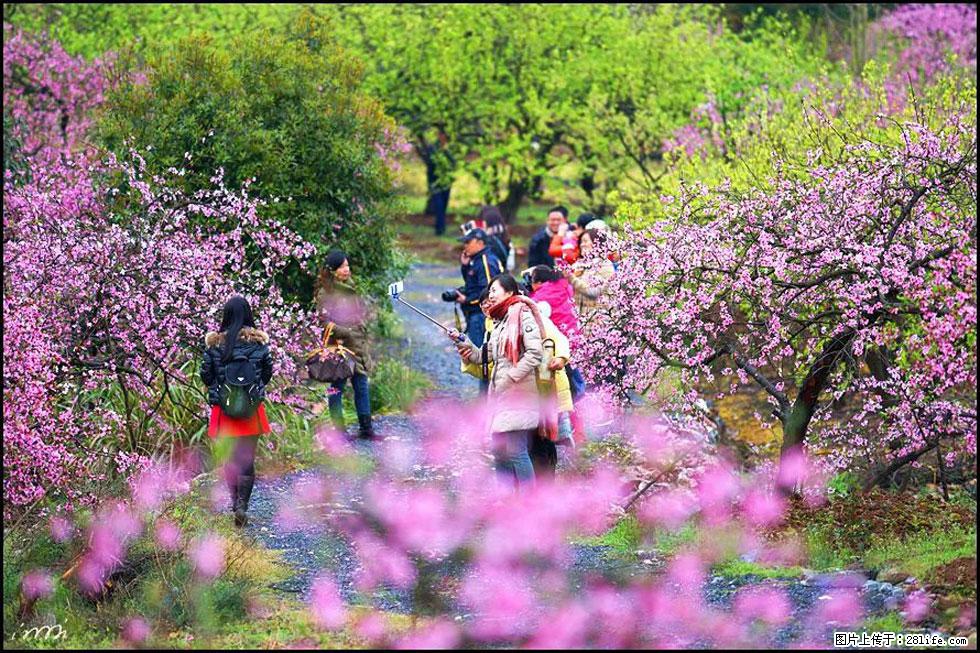 【春天,广西桂林灌阳县向您发出邀请!】官庄村有个醉美的桃花园 - 游山玩水 - 恩施生活社区 - 恩施28生活网 es.28life.com