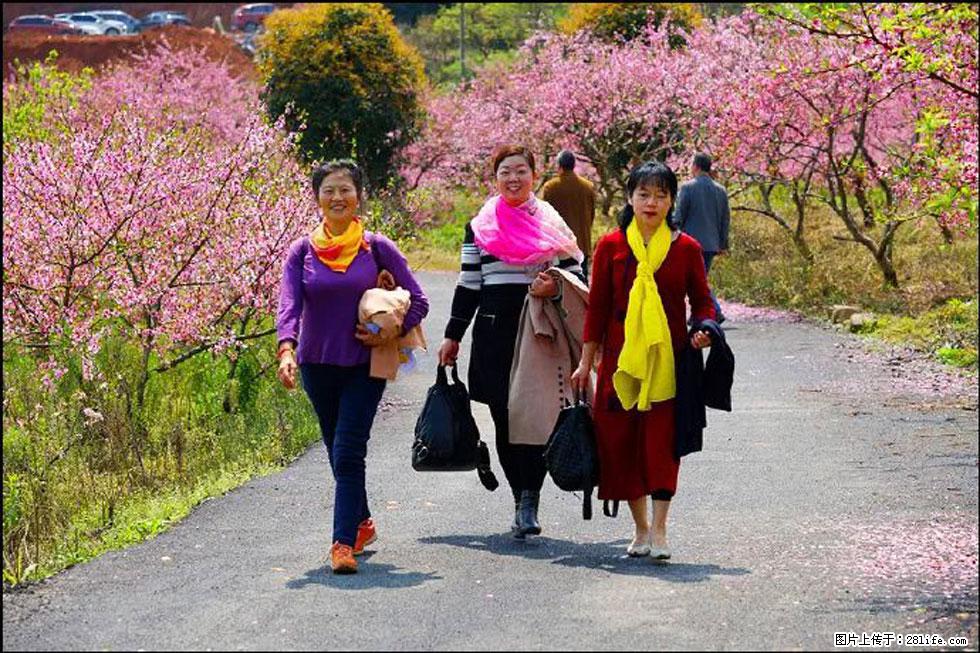 【春天,广西桂林灌阳县向您发出邀请!】官庄村有个醉美的桃花园 - 游山玩水 - 恩施生活社区 - 恩施28生活网 es.28life.com