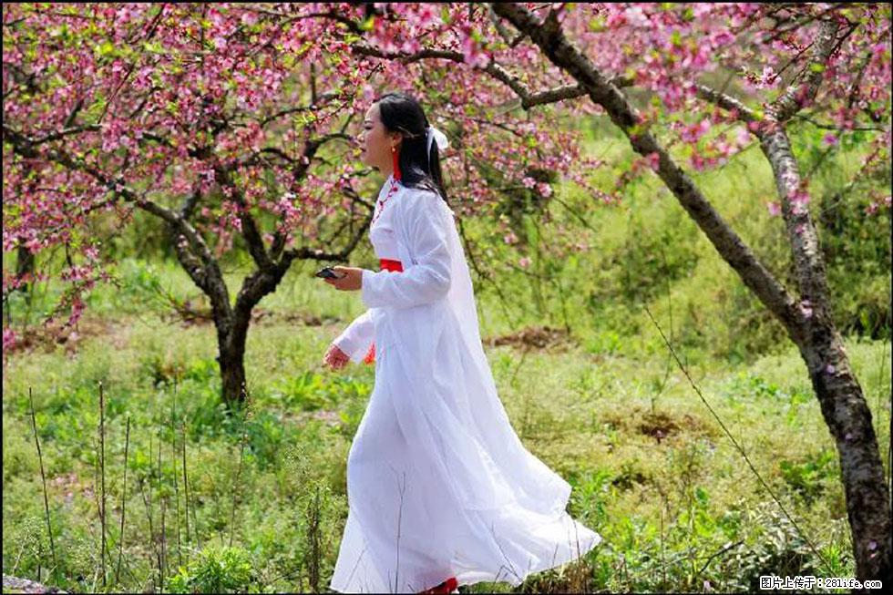 【春天,广西桂林灌阳县向您发出邀请!】官庄村有个醉美的桃花园 - 游山玩水 - 恩施生活社区 - 恩施28生活网 es.28life.com