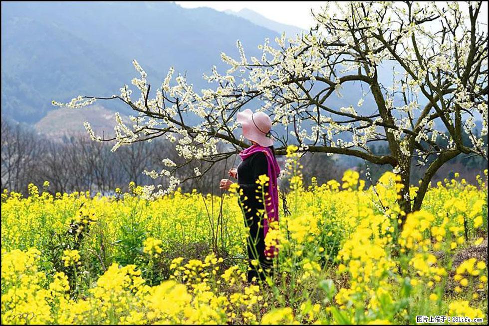 【春天，广西桂林灌阳县向您发出邀请！】长坪村油菜盛情花开 - 游山玩水 - 恩施生活社区 - 恩施28生活网 es.28life.com