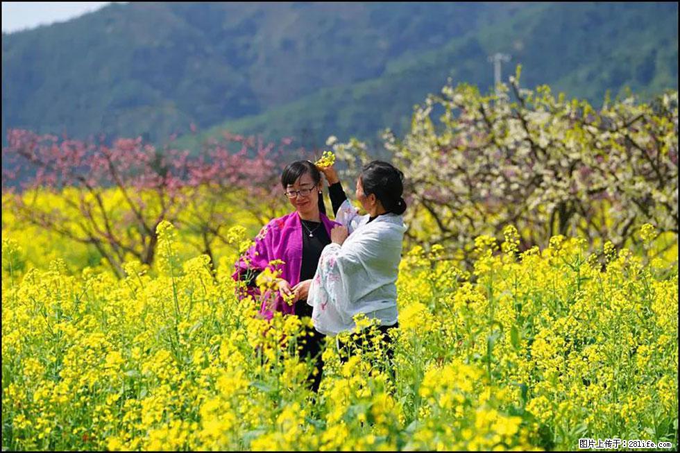 【春天，广西桂林灌阳县向您发出邀请！】长坪村油菜盛情花开 - 游山玩水 - 恩施生活社区 - 恩施28生活网 es.28life.com