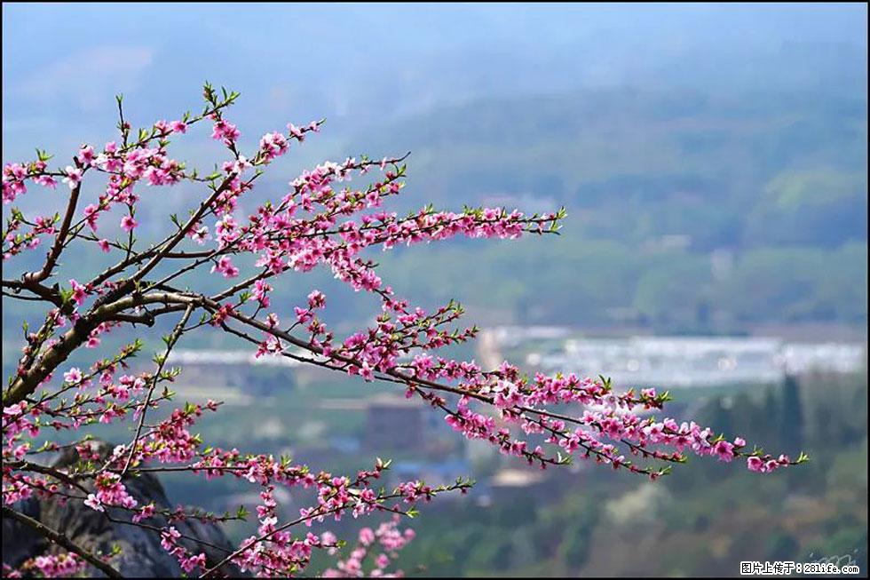 【春天，广西桂林灌阳县向您发出邀请！】望月岭上桃花开 - 游山玩水 - 恩施生活社区 - 恩施28生活网 es.28life.com