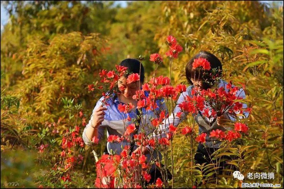 【春天，广西桂林灌阳县向您发出邀请！】登麒麟山，相约映山红 - 游山玩水 - 恩施生活社区 - 恩施28生活网 es.28life.com