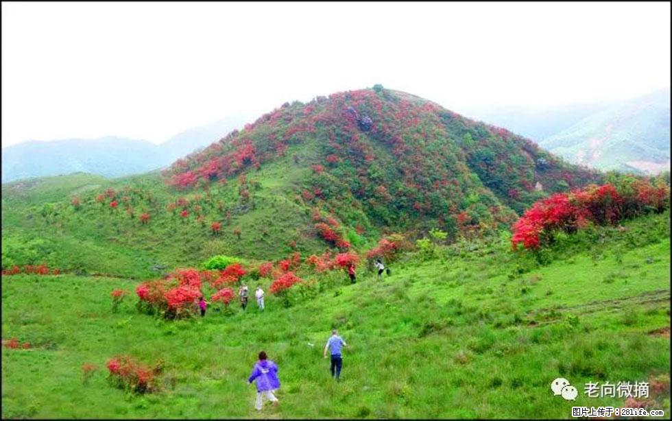 【春天，广西桂林灌阳县向您发出邀请！】宝盖山上映山红 - 游山玩水 - 恩施生活社区 - 恩施28生活网 es.28life.com