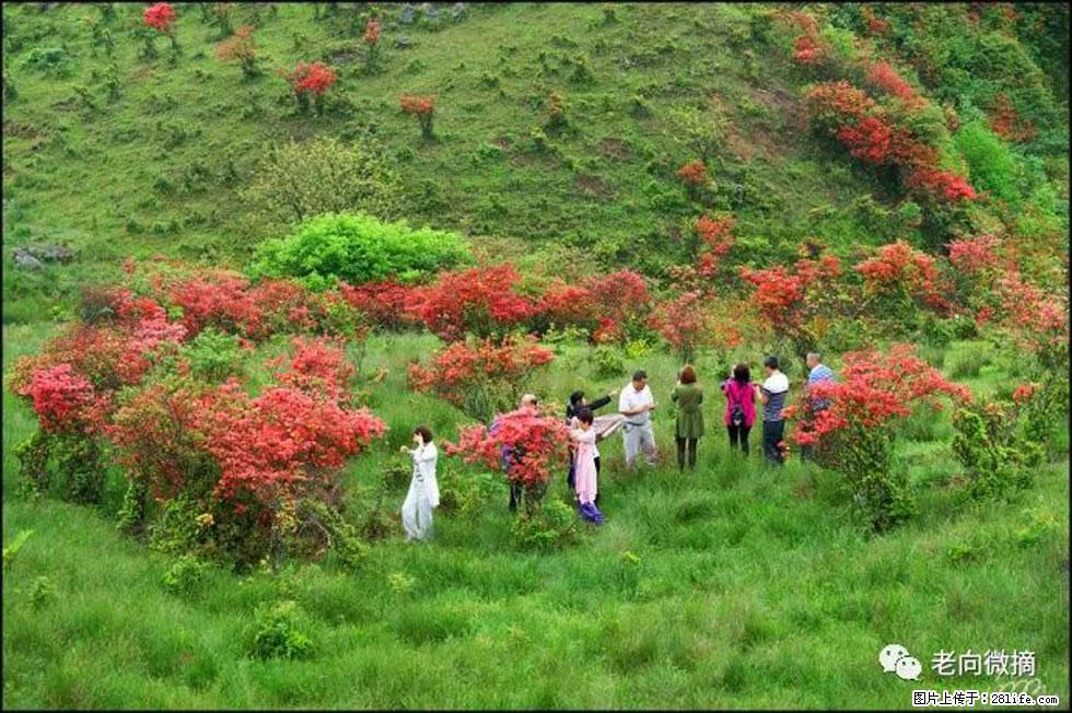 【春天，广西桂林灌阳县向您发出邀请！】宝盖山上映山红 - 游山玩水 - 恩施生活社区 - 恩施28生活网 es.28life.com