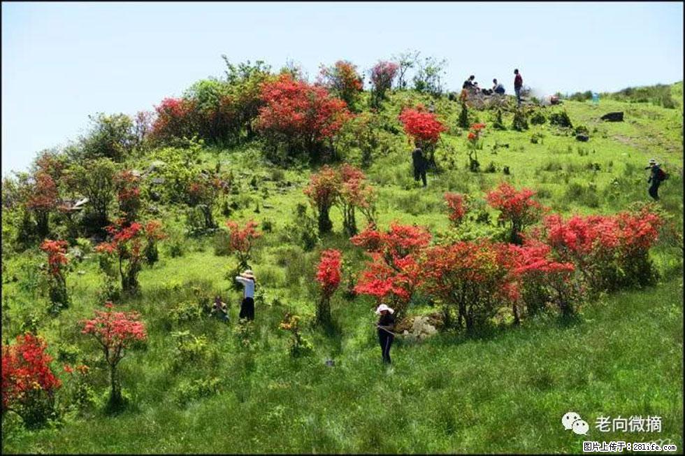 【春天，广西桂林灌阳县向您发出邀请！】宝盖山上映山红 - 游山玩水 - 恩施生活社区 - 恩施28生活网 es.28life.com