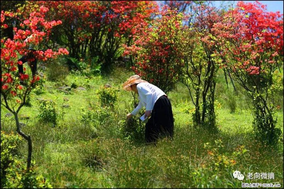 【春天，广西桂林灌阳县向您发出邀请！】宝盖山上映山红 - 游山玩水 - 恩施生活社区 - 恩施28生活网 es.28life.com