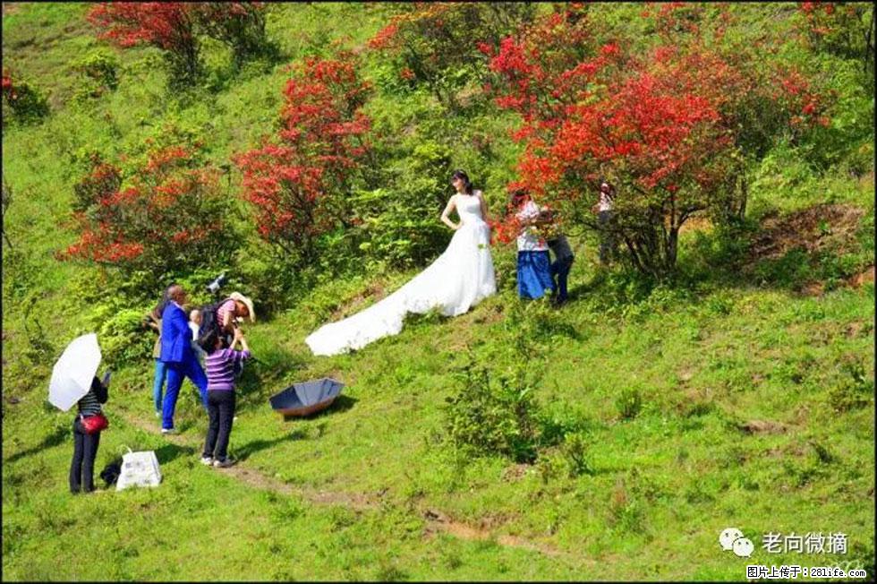 【春天，广西桂林灌阳县向您发出邀请！】宝盖山上映山红 - 游山玩水 - 恩施生活社区 - 恩施28生活网 es.28life.com