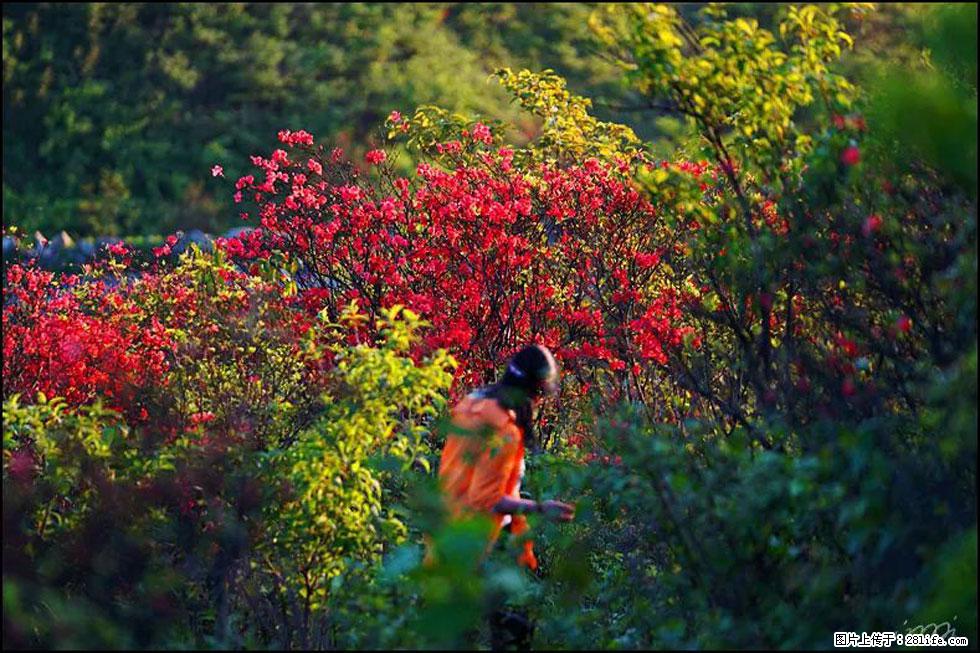 【春天，广西桂林灌阳县向您发出邀请！】春木界上映山红 - 游山玩水 - 恩施生活社区 - 恩施28生活网 es.28life.com