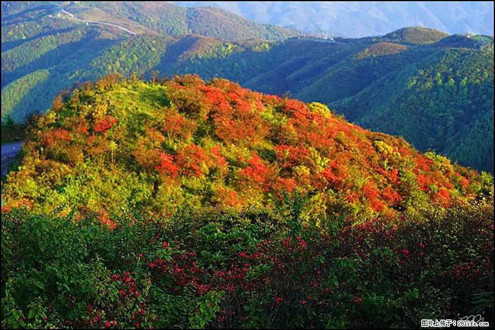 【春天，广西桂林灌阳县向您发出邀请！】春木界上映山红 - 游山玩水 - 恩施生活社区 - 恩施28生活网 es.28life.com