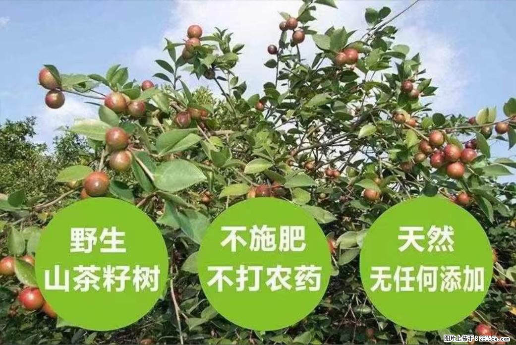 【灌阳县油茶产业示范区】一个有着充实的精神生活的人,对待身外之物自会有一种淡泊的态度 - 土特产 - 饮食特产 - 恩施分类信息 - 恩施28生活网 es.28life.com
