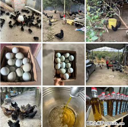 油茶园从小鸡仔开始养起的纯土鸡、土鸡蛋可以预定啦!还有前几天刚榨的纯山茶油哦 - 美食天地 - 恩施生活社区 - 恩施28生活网 es.28life.com
