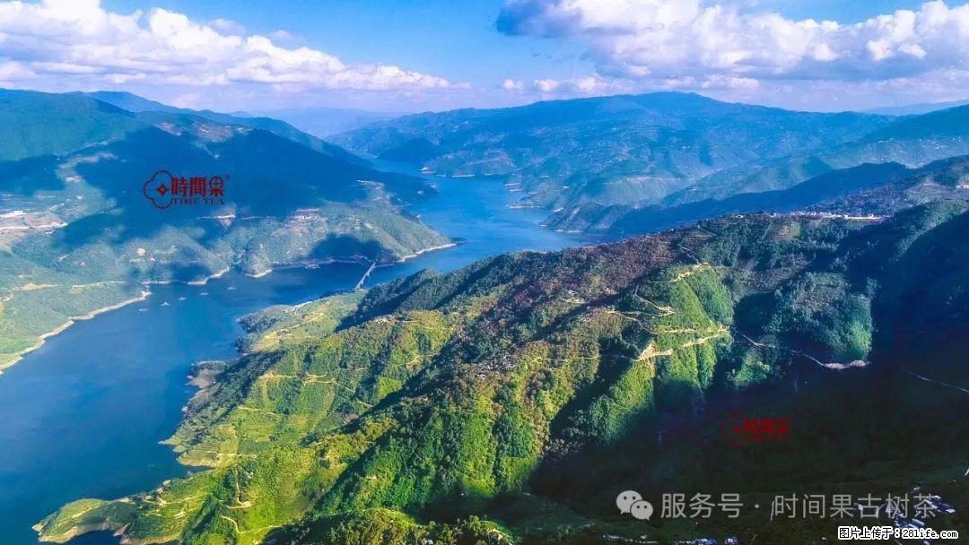 时间果百年古树龙珠普洱生茶 - 购物交流 - 恩施生活社区 - 恩施28生活网 es.28life.com