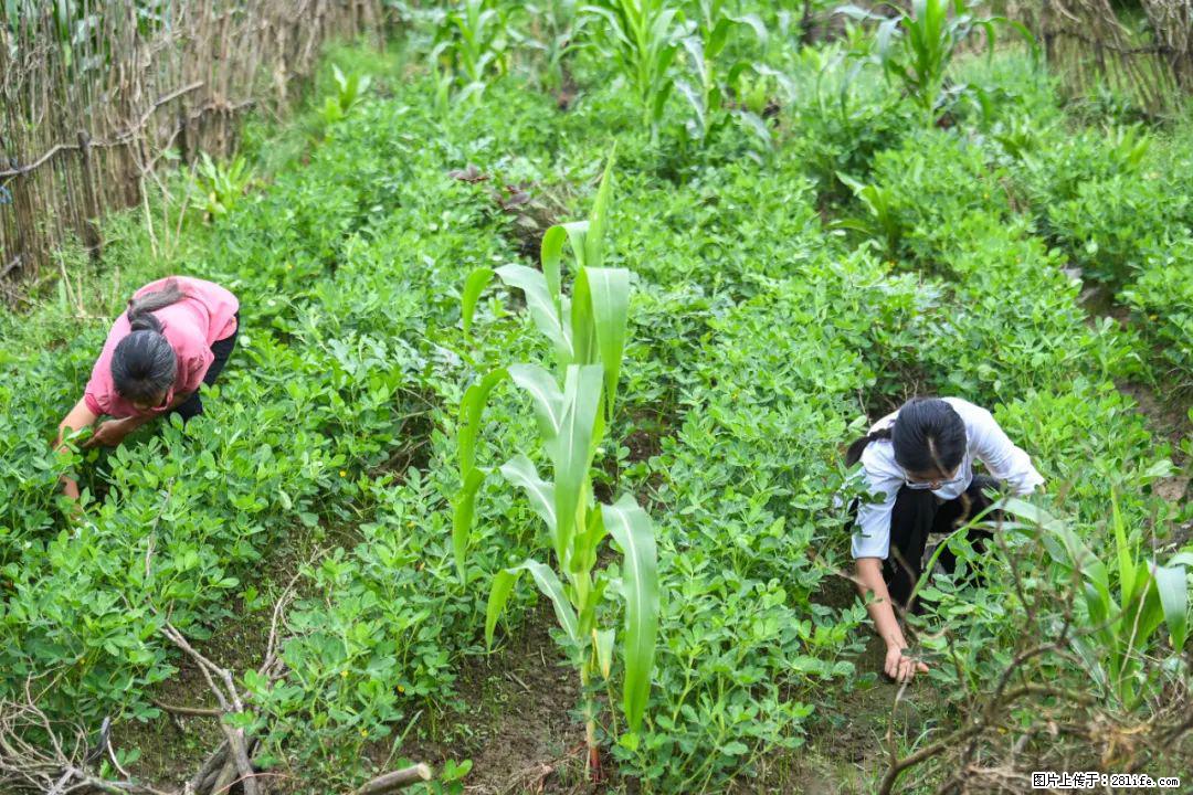 全网追的“扁担女孩”,找了一份暑假工,时薪12元 - 恩施生活资讯 - 恩施28生活网 es.28life.com
