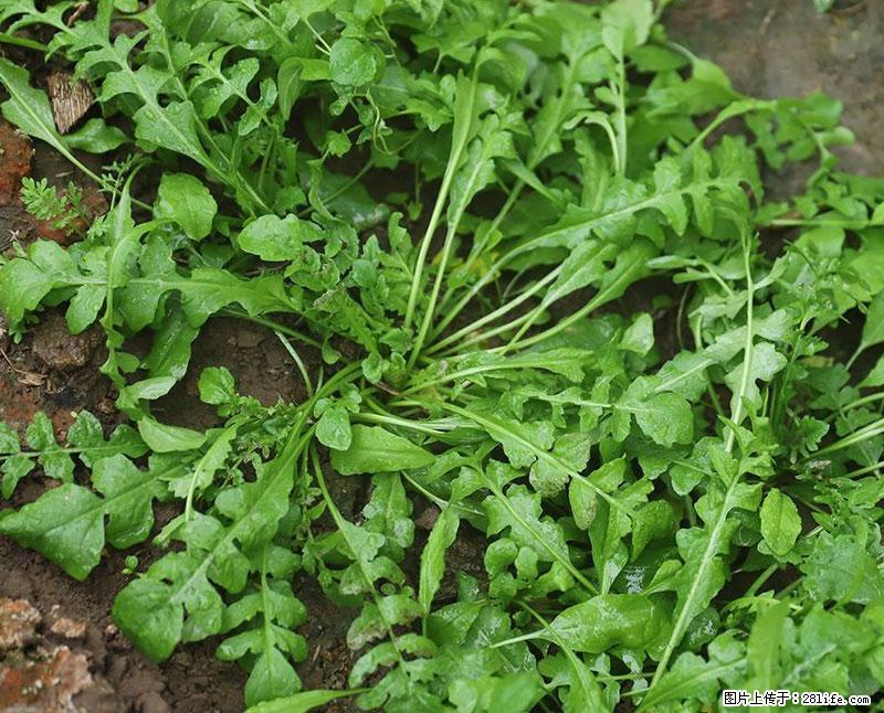 这些蔬菜是“天然钙片”，这6种被医生重点推荐 - 恩施生活资讯 - 恩施28生活网 es.28life.com