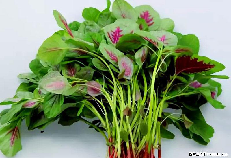 这些蔬菜是“天然钙片”，这6种被医生重点推荐 - 恩施生活资讯 - 恩施28生活网 es.28life.com