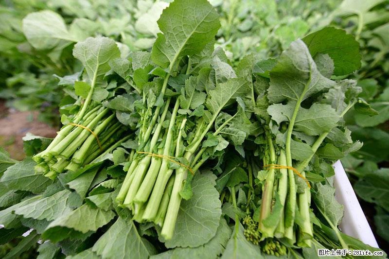 这些蔬菜是“天然钙片”，这6种被医生重点推荐 - 恩施生活资讯 - 恩施28生活网 es.28life.com